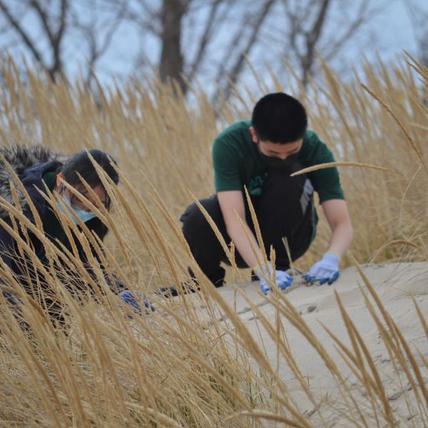Two people kneeling on a sandy dune, planting dune grass