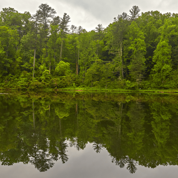 A green forest lined by a river that reflects the trees and sky