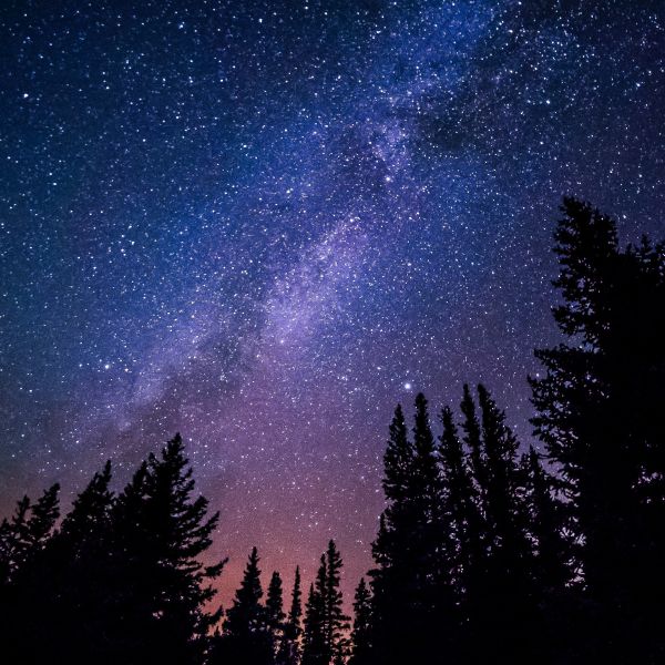 Starry sky above a forest. The sky is purple, black, and blue.