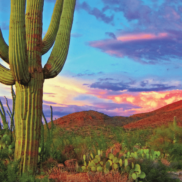 saguaro cactus on desert landscape in front of colorful and cloudy sky