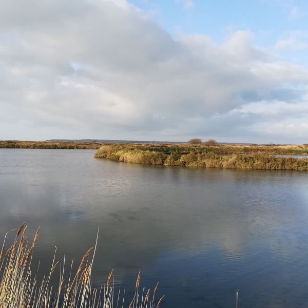 Photo of a salt marsh and water