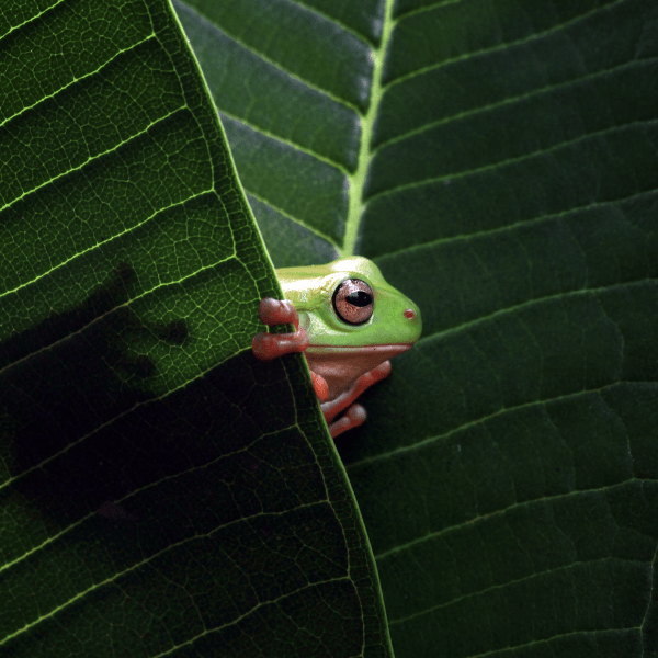 Frog peeking out between two dark green leaves.