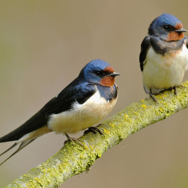 Two swallows on a branch.
