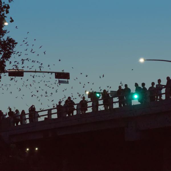 Silhouettes of people on a bridge watching the flight of thousands of bats. Bridge Bats, Waugh Drive Bat Colony in Houston, Texas, US