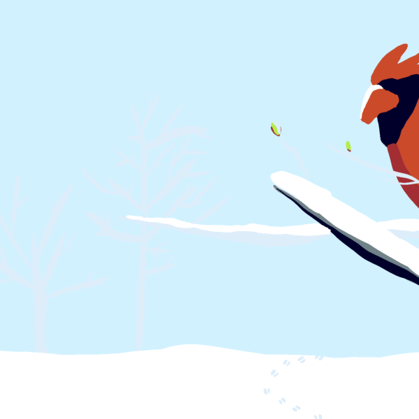 drawing of cardinal in snow-covered branches