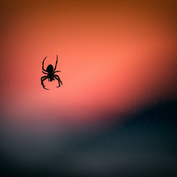 Close up photo of a spider dangling in the air