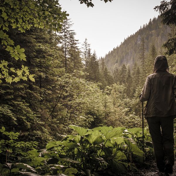 WeNaturalists image. Hiker looks out from a forest into a small learning framed by trees, grass, and a large hill. 