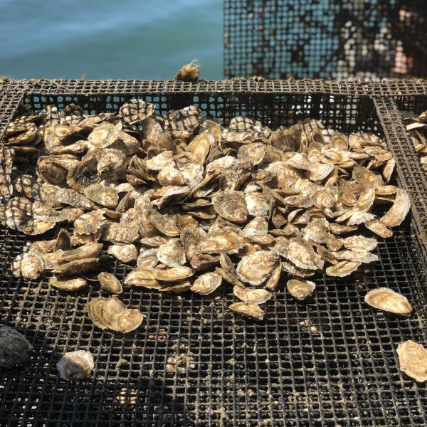 oysters on mesh netting with water in background
