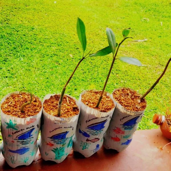 Five stands of young, growing mangrove stems
