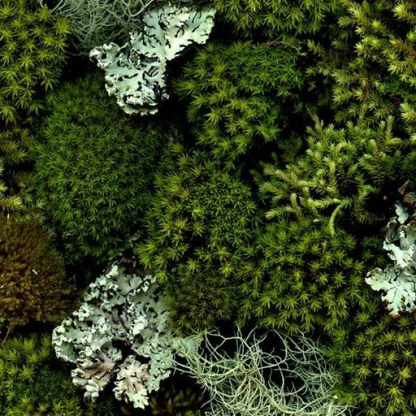 Photo is “moss and lichen” by horticultural art Flicker