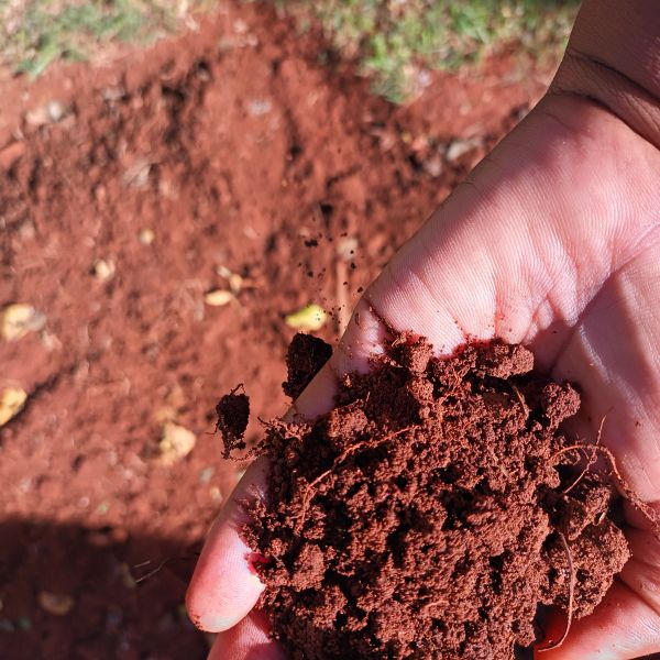 Close-up of a hand holding soil from a garden plot