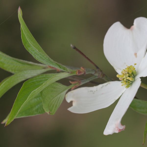 close up cherry blossom