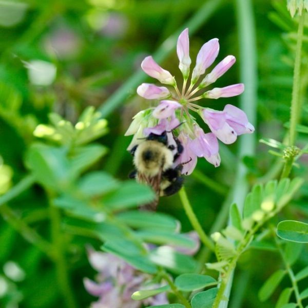 honey bee on flower