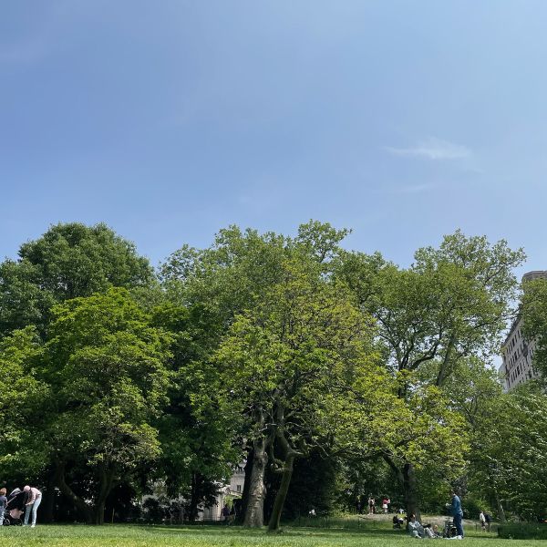 Shoes lying on a grassy field in front of trees and under a blue sky