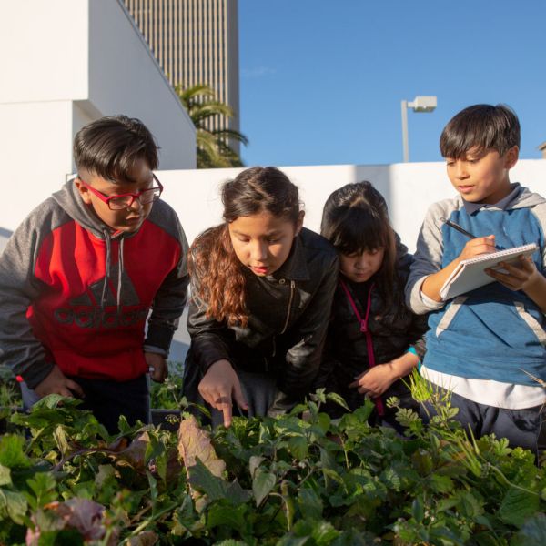 Four kids study a row of growing plants