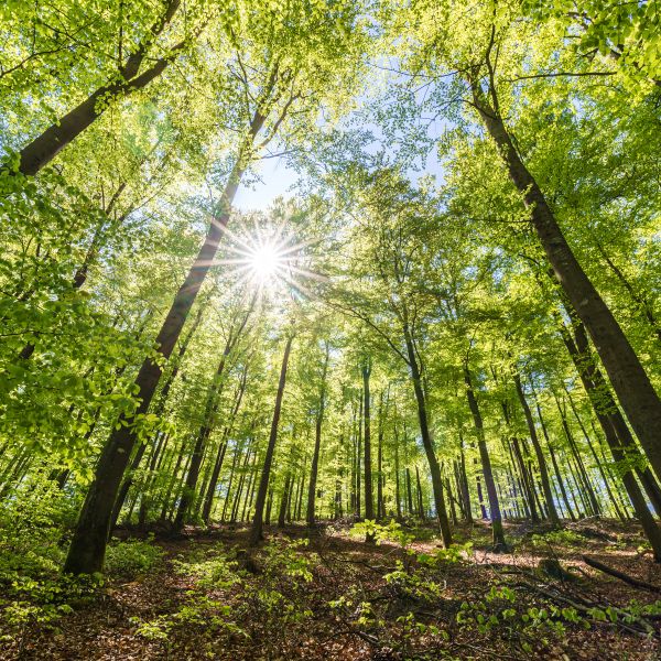 Beech forest in spring in the morning. The sun illuminates the lush green leaves.