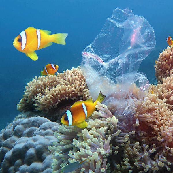 Underwater coral reef with sea anemones and clownfish, polluted with plastic bag