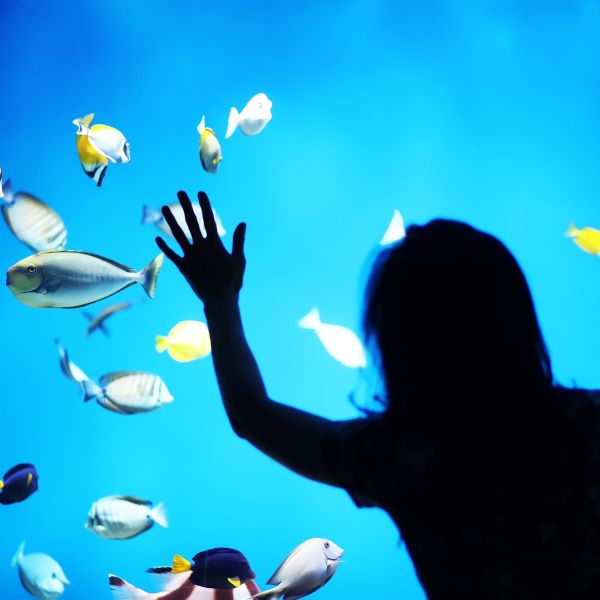 A silhouetted child stands in front of an aquarium tank with fish in it