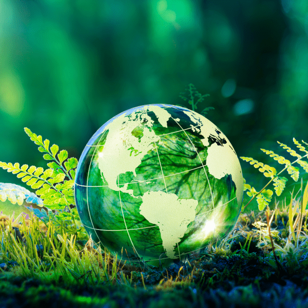 A glass globe sits atop green grass with ferns sticking out from either side of it; the background is a blurred green forest