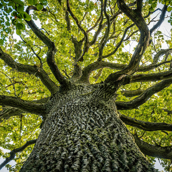 Worm's eye view of a tree with many branches
