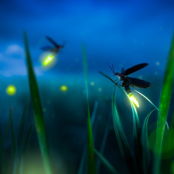 Photo of fireflies in a grassy field at night