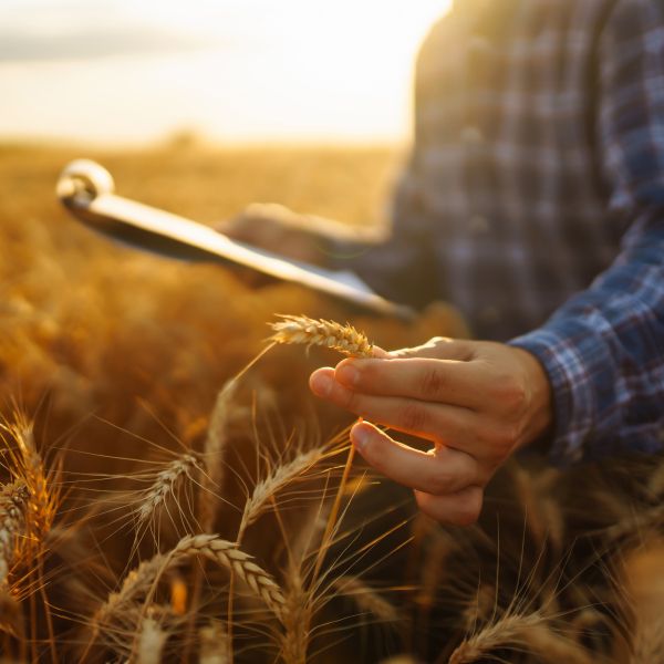 Person holds some wheat in a field