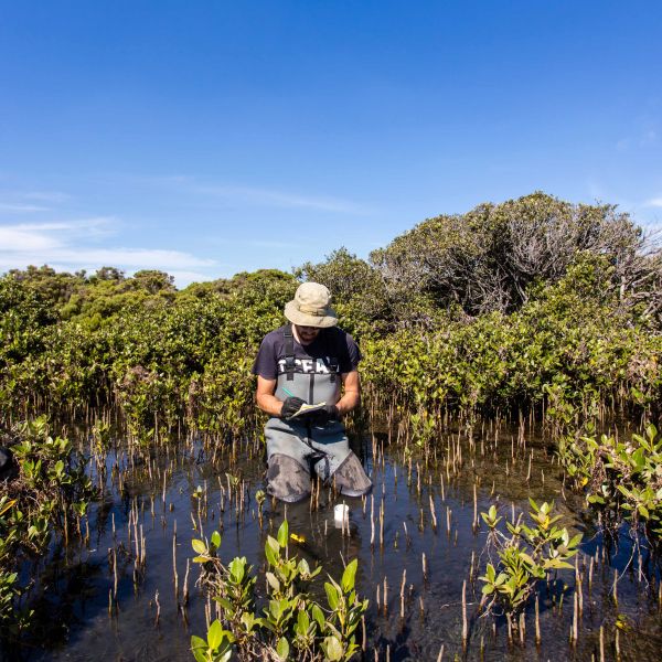 Ecologist conducting measurements in a wetland