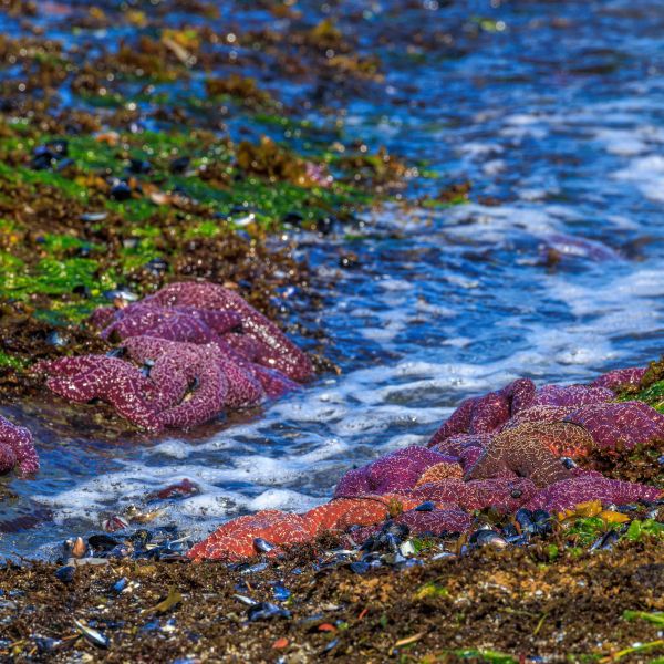 Pool at low tide shows sea stars