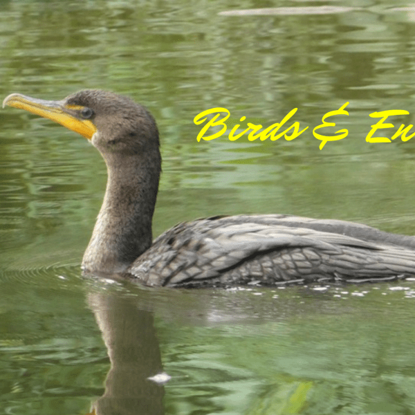 Cormorant swims on water