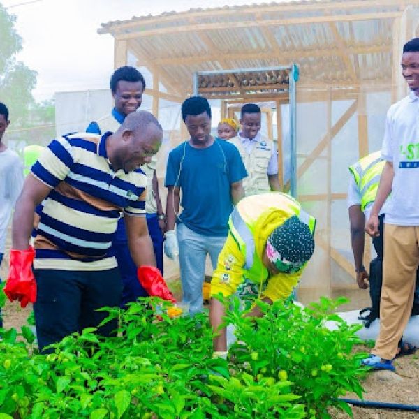 students harvest red peppers