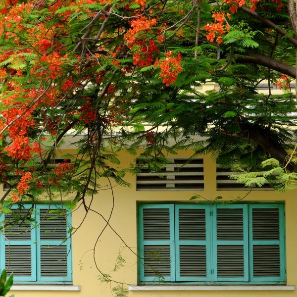 Tree in school yard bloom red phoenix flower among green leaf on wooden window make beautiful landscape in summertime
