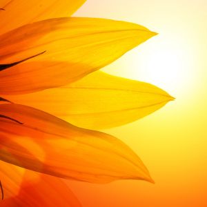 Sunflower over sunset