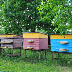 colorful beehives
