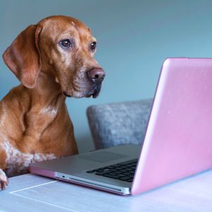 brown dog sitting at white table looking at screen of pink laptop