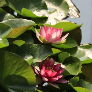 two pink lotus flowers on green leaves and dark water