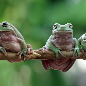 Australian white tree frogs sitting on branch