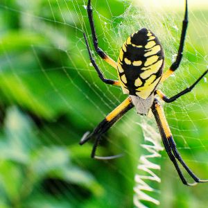 Black and Yellow Garden Spider weaving web
