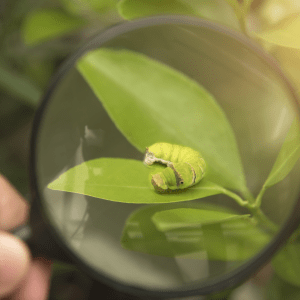 hand holding magnifying glass over caterpillar on leaf