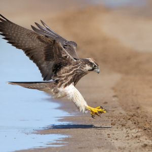 falcon landing on sandy shore