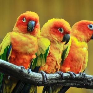 parrots on tree branch