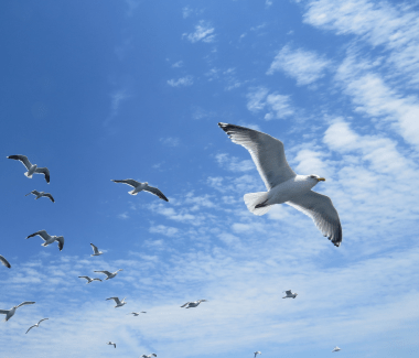 Download Flying Free-Gulls on Whale Watch. Photo by Betty Olivolo