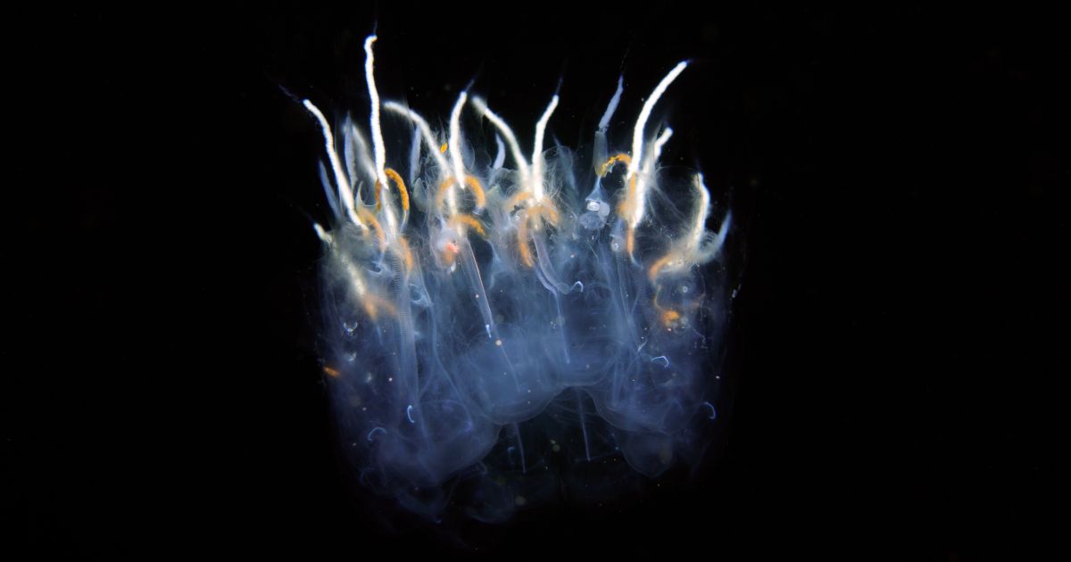 Deep Ocean Education Project | eePRO