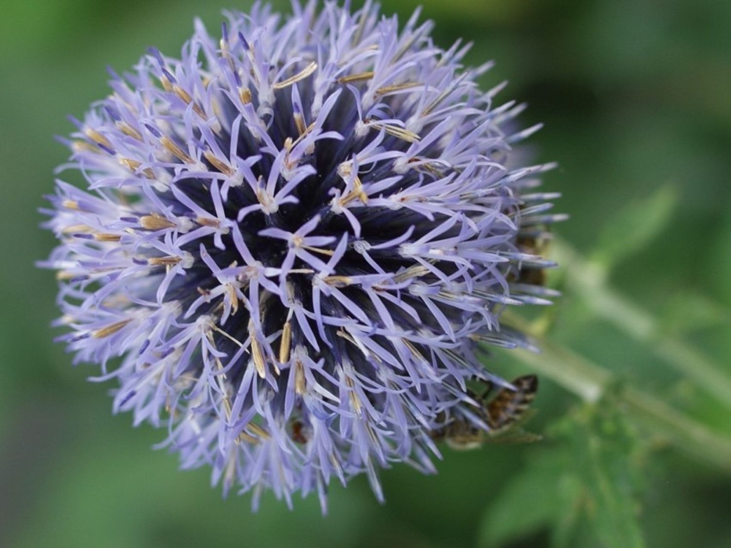honeysuckle courtesy of Joe Baust Bregenz Austria