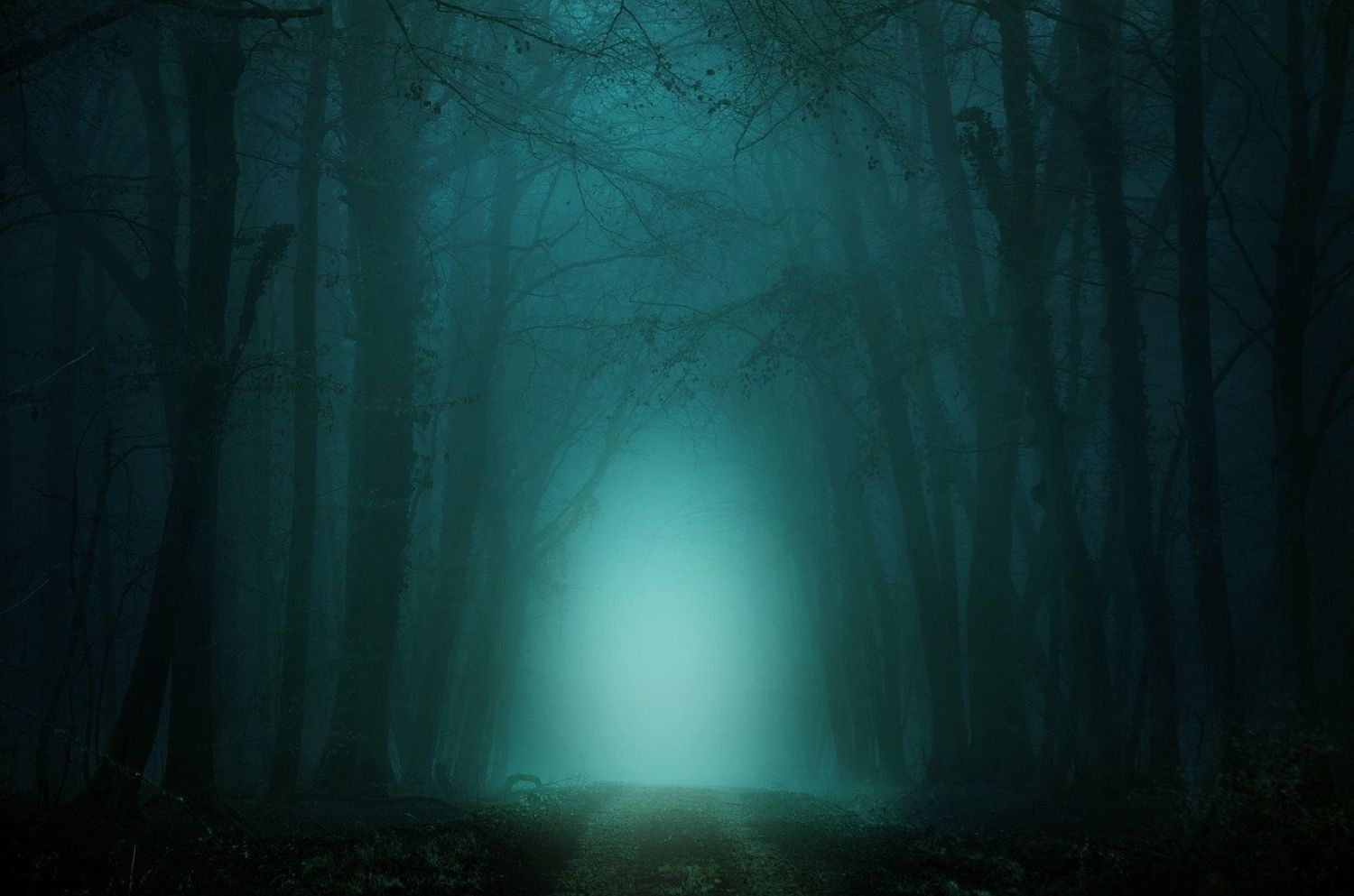 Dark forest at night